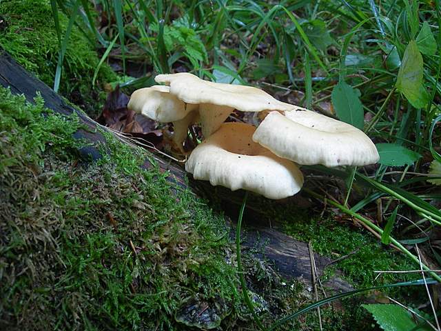 Funghi trasformisti , necrofili e sterili